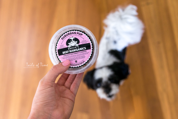 A letter to my other seven-year-old pup