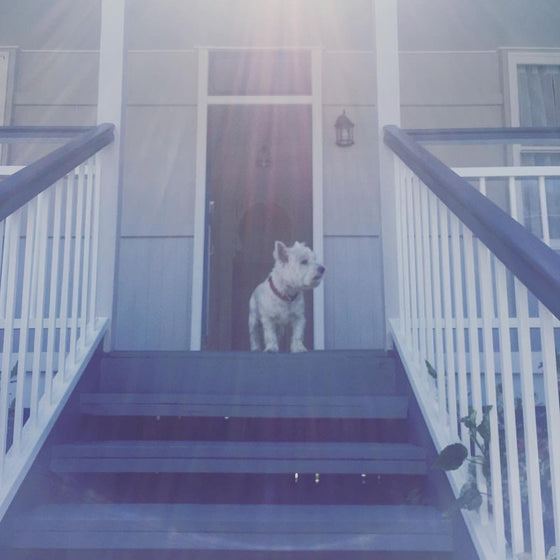 Where longevity meets wellness