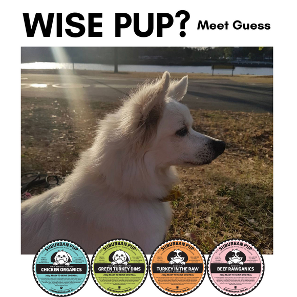 Wise pup?  Meet Guess