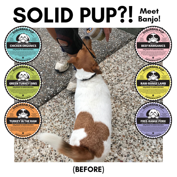 SOLID PUP? MEET BANJO!