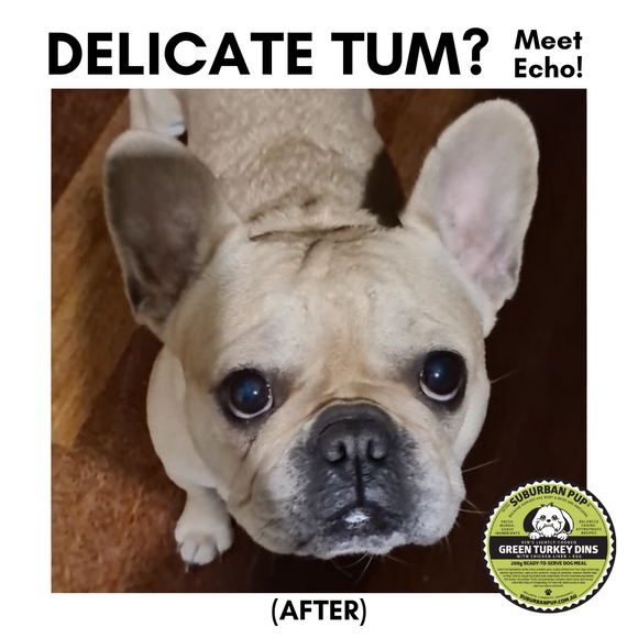 DELICATE TUM? MEET ECHO!