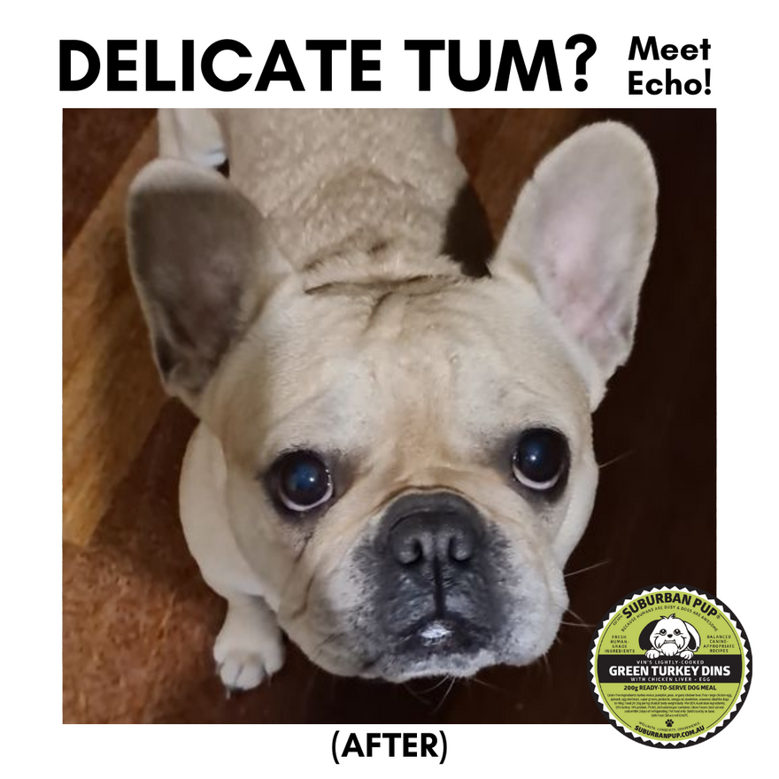 DELICATE TUM MEET ECHO suburban pup