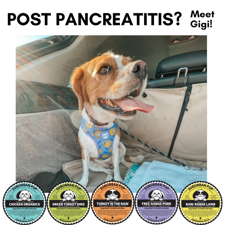 POST PANCREATITIS? MEET GIGI!