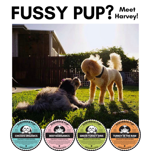 Fussy pup?  Meet Harvey!