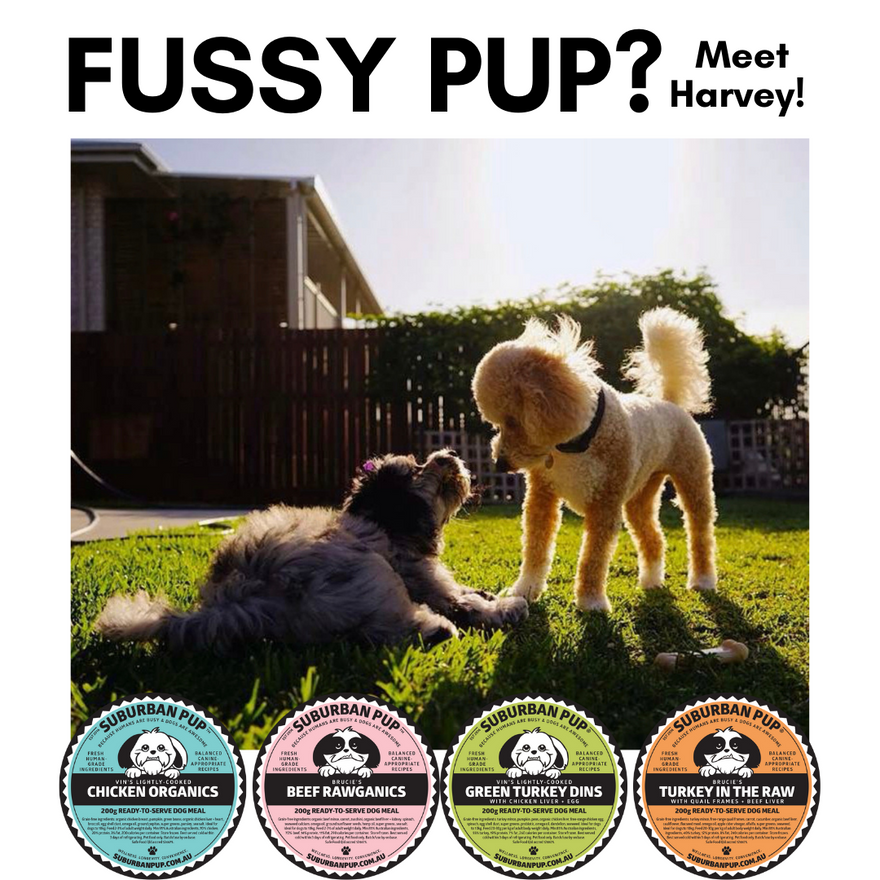 Fussy pup?  Meet Harvey!