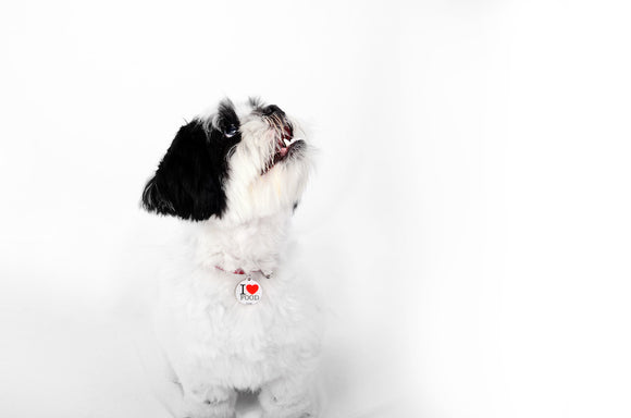 Why suburban pup was born