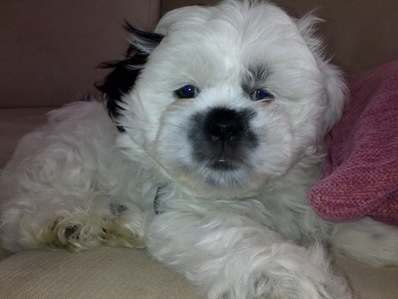 Fresh puppy food for thought